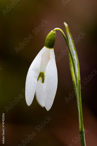 Snowdrop - perfect for a bouquet for her.
