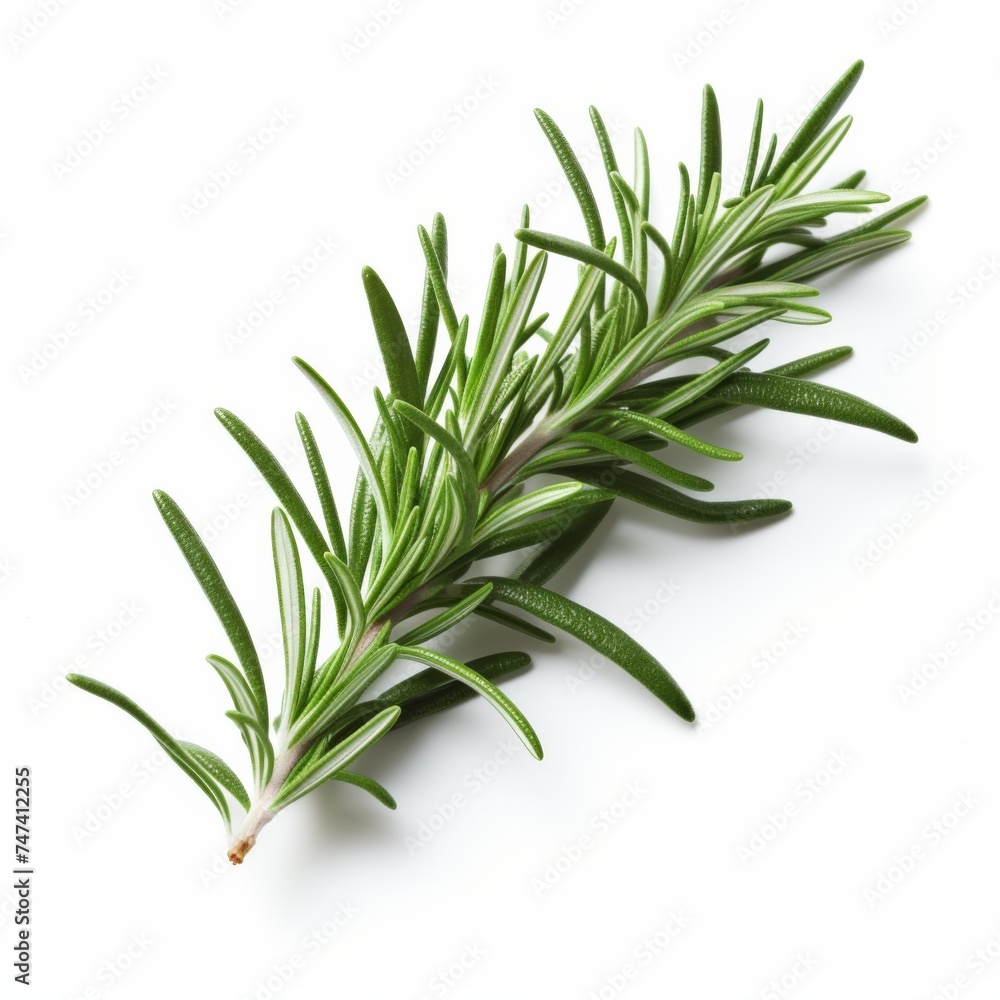 Fresh rosemary on a white background. Fresh rosemary on a white background.