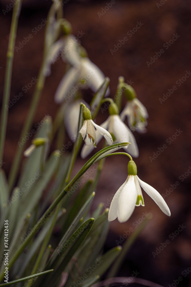 Fototapeta premium Snowdrops - perfect for a bouquet for her.