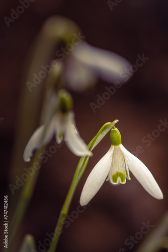 Snowdrops - perfect for a bouquet for her.
