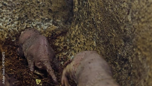 Close up view of naked mole-rats moving around in the borrow. photo