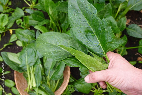 freshly harvested fresh spinach leaves, held by the farmer's hand. spinach leaf harvesting