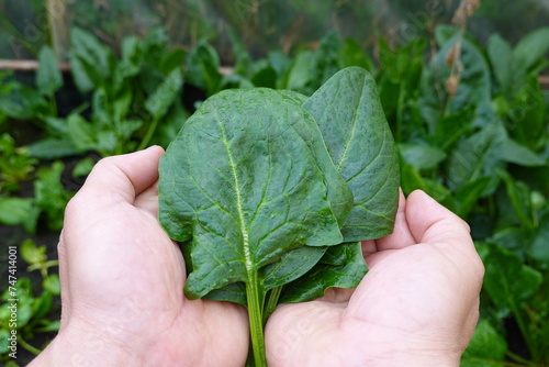 healthy and wholesome food, freshly harvested spinach leaves from the natural organic vegetable garden