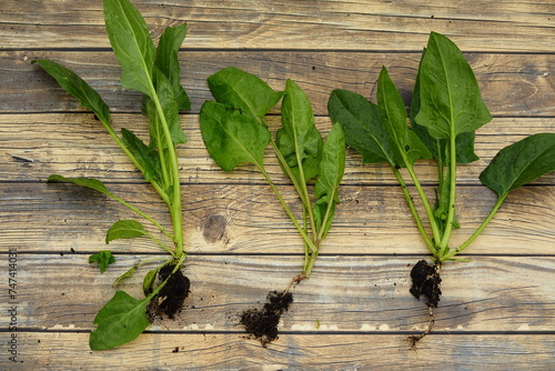 freshly harvested spinach plants with root on wooden background. young spinach plant harvested