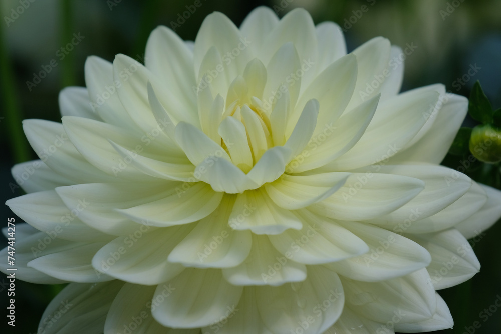 White Dahlia Flower