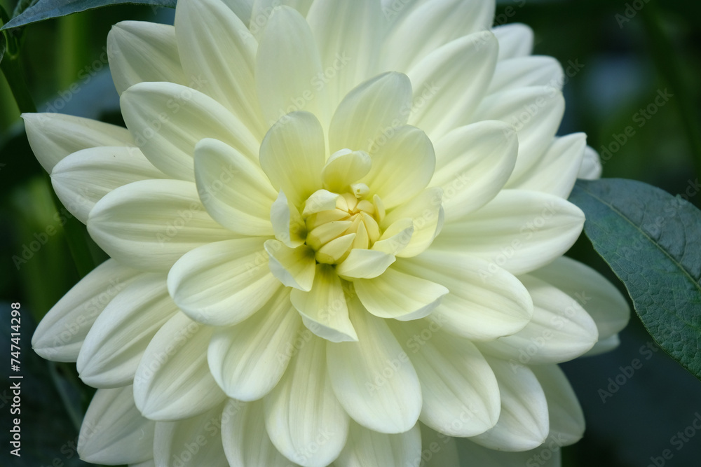 White Dahlia Flower White Dahlia Flower