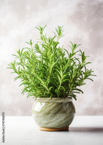 Fresh rosemary planted in a flowerpot on a light background.