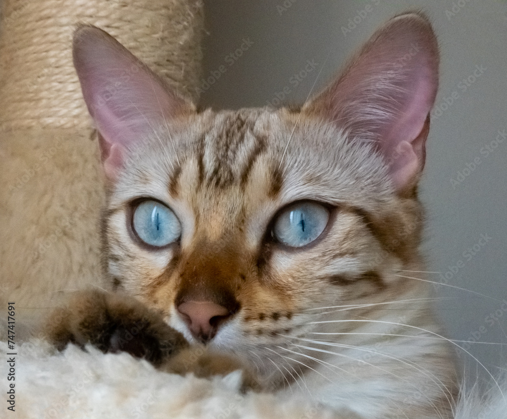 Portrait of a Snow Bengal Cat