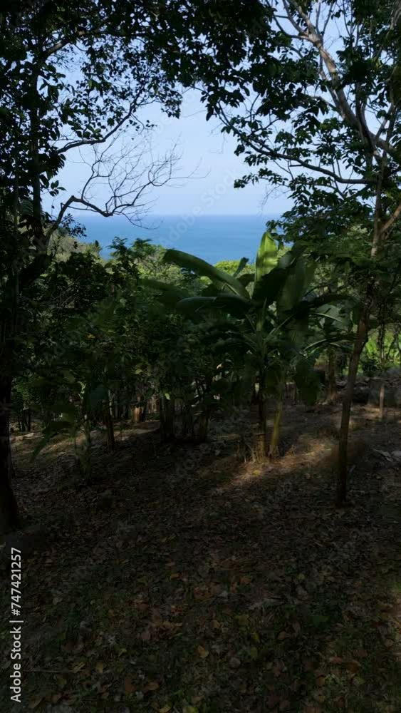 Through trees to sea Through trees to sea