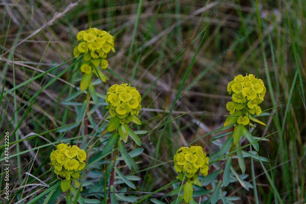 PLANTA SILVESTRE (Euphorbia Nicaeensis)