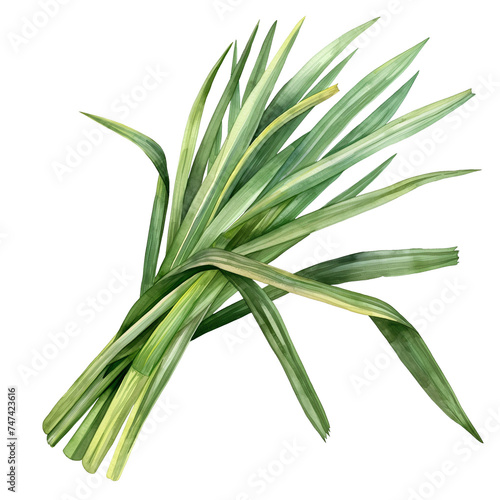 Lemongrass, watercolor illustration, botanical herb, plant, tea photo