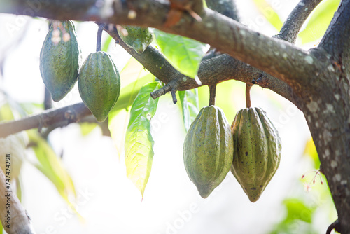 Close-up of a ripe cocao fruits on the tree photo
