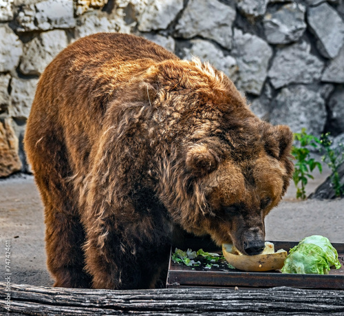 Old brown bear female eats vegetables. Latin name - Ursus arctos arctos	