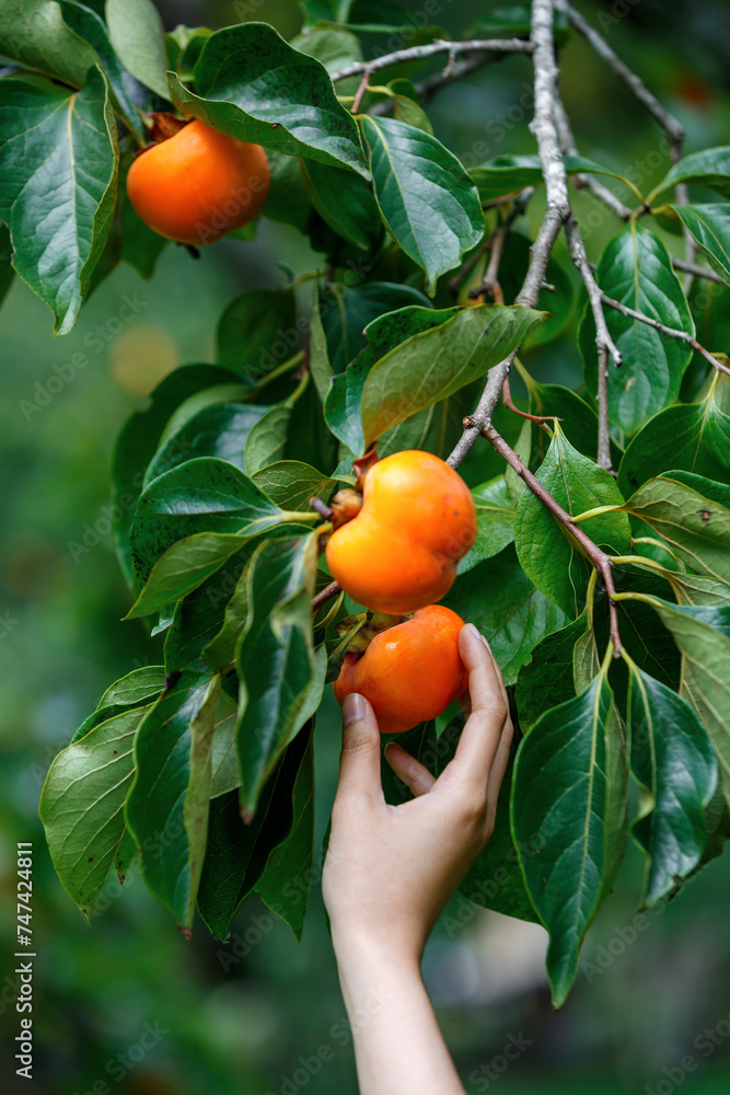 woman Hands picking Ripe Persimmons fruit hanging on  Persimmon tree 
