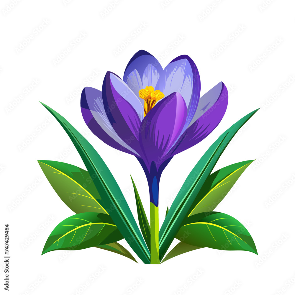 spring beautiful crocus flower with green leaves on white spring beautiful crocus flower with green leaves on white