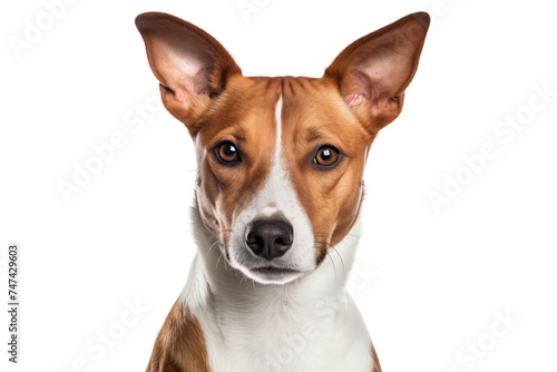 Cute Basenji dog isolated on transparent background