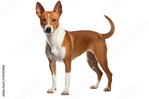 Cute Basenji dog isolated on transparent background photo