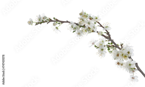 Blooming wild plum tree flowers in spring isolated on white background, with clipping path