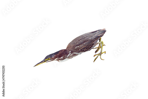 Green Heron (Butorides virescens) High Resolution Photo, on a Transparent PNG Background