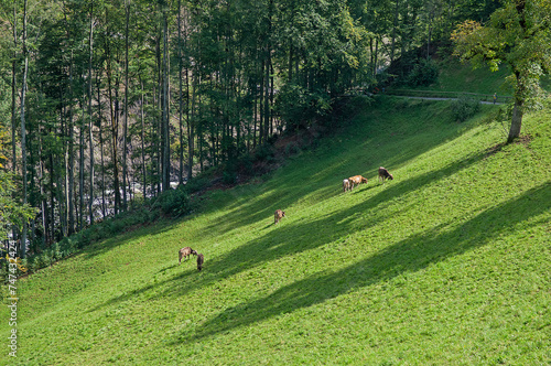 Weidende Kühe, Flüeli Ranft, Kanton Obwalden, Schweiz