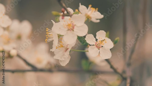 Cherry Plum Light Flowers. Plum Blossom With Purple Leaves. Flowering Cherry. photo