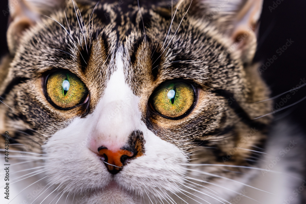 Feline Beauty: Stunning Close-Up of a Graceful Cat Feline Beauty: Stunning Close-Up of a Graceful Cat