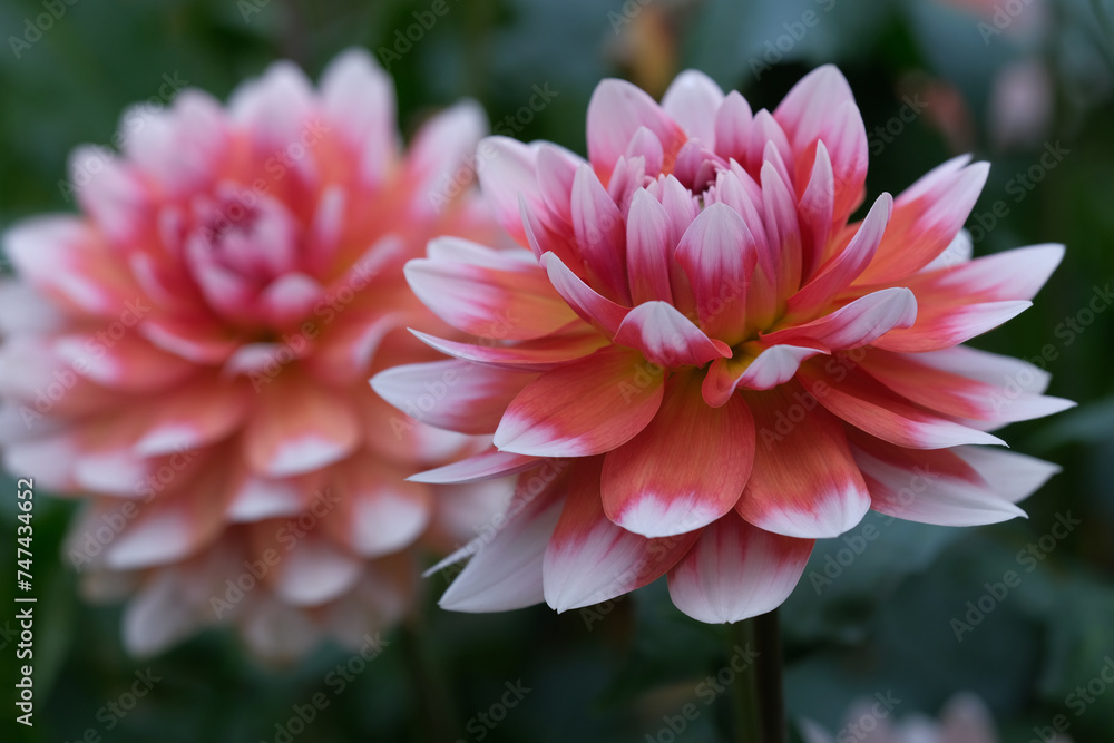 Fototapeta premium Dahlia flower background