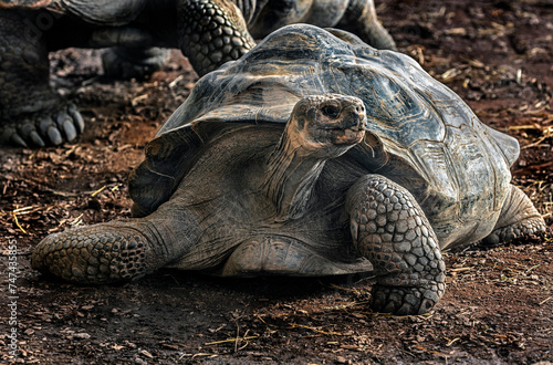 Galapagos tortoise walking on the ground. Latin name - Geochelone nigra