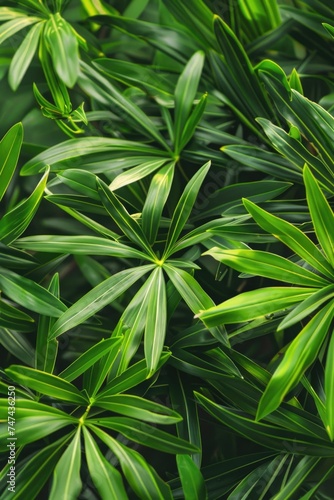 Close up of a bunch of green plants. Suitable for nature and gardening themes