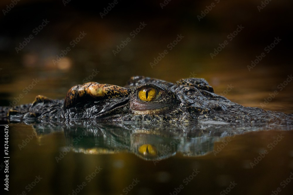 Close-up of a crocodile's eye half submerged in the water surface, contrast nature and saturation colors