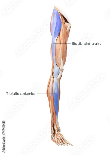 Lower part of the spiral line - tibialis anterior, iliotibial tract