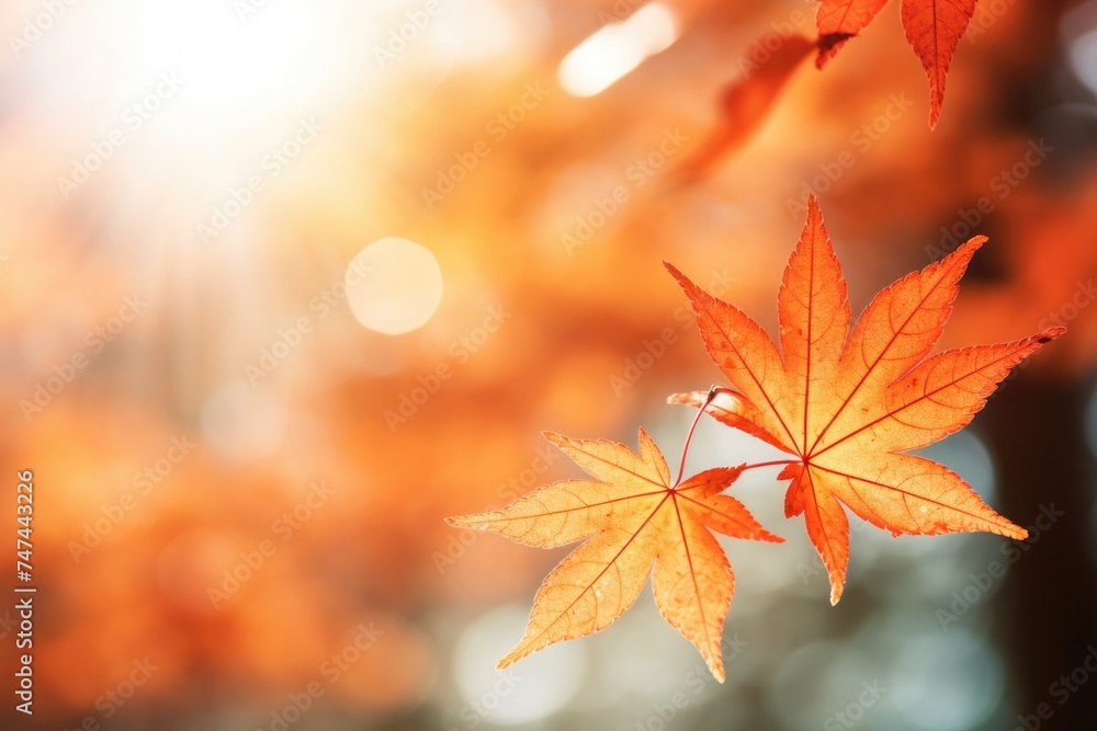 Detailed view of a leaf on a tree. Suitable for nature and environmental themes Detailed view of a leaf on a tree. Suitable for nature and environmental themes