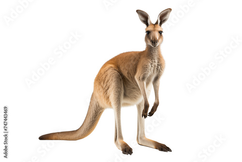 Kangaroo photo isolated on transparent background.
