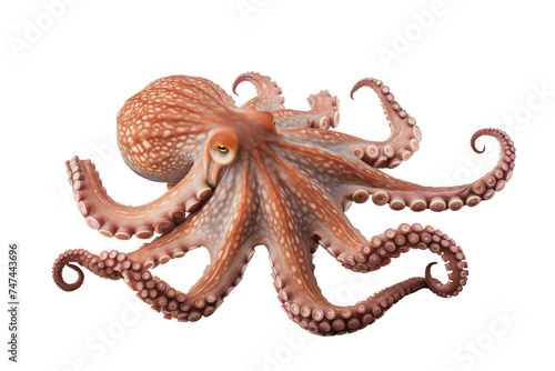 Octopus photo isolated on transparent background.