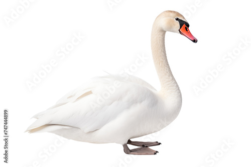 white swan photo isolated on transparent background. © kitinut