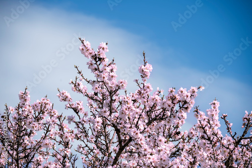 top of blooming almond tree in spring