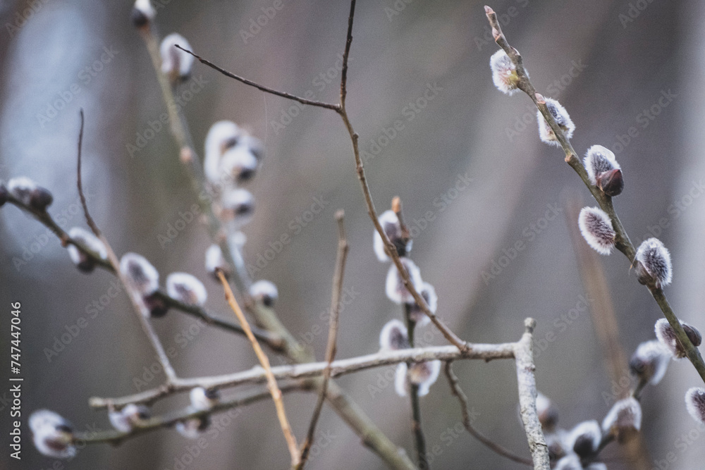 Flowering pussy-willow branches in early spring Flowering pussy-willow branches in early spring