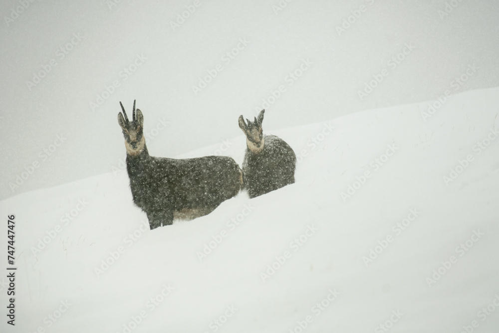 Wild Alpine chamois mother and cub (Rupicapra rupicapra) in deep snow during an intense snowfall. The hard life of the alpine fauna. Wild goat in the wild, Alps Mountains, Italy.