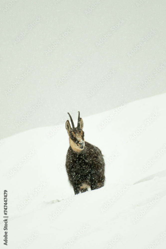 Alpine chamois in deep snow during an intense snowfall, Alps, Italy.