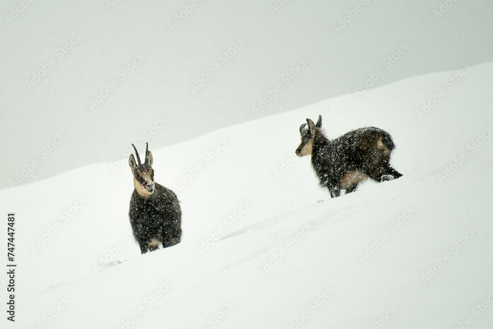 Wild Alpine chamois mother and cub (Rupicapra rupicapra) in deep snow during an intense snowfall. The hard life of the alpine fauna. Wild goat in the wild, Alps Mountains, Italy.
