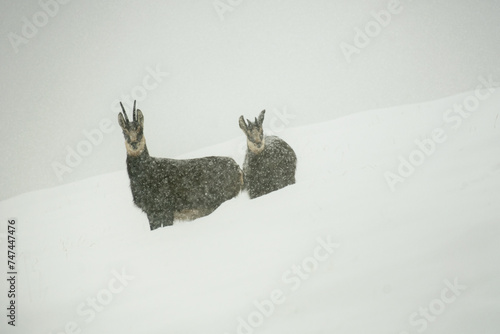 Wild Alpine chamois mother and cub (Rupicapra rupicapra) in deep snow during an intense snowfall. The hard life of the alpine fauna. Wild goat in the wild, Alps Mountains, Italy.
