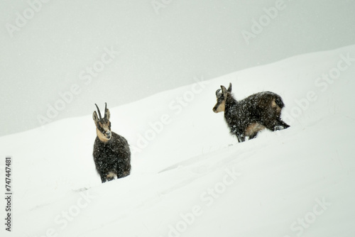 Obraz na płótnie Wild Alpine chamois mother and cub (Rupicapra rupicapra) in deep snow during an intense snowfall. The hard life of the alpine fauna. Wild goat in the wild, Alps Mountains, Italy. w salonie