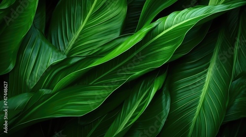Detailed close-up of a vibrant green leafy plant, suitable for nature or gardening concepts