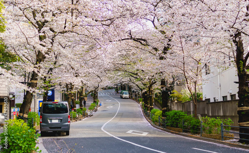 Photography Cherry blossomin in full bloom with road  car  and people at ARK Hills in Minato, Tokyo, Japan in the day of March, selective focus
