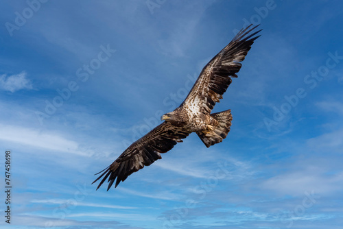 bald eagle © Bob