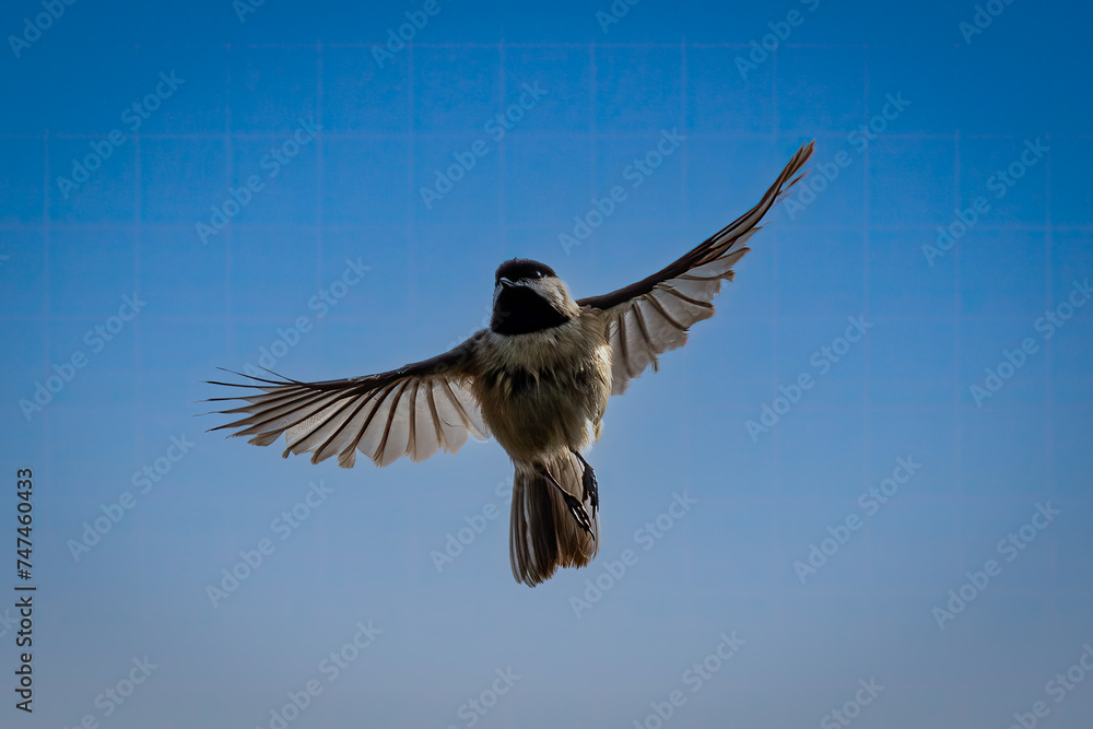 Fototapeta premium carolina chickadee
