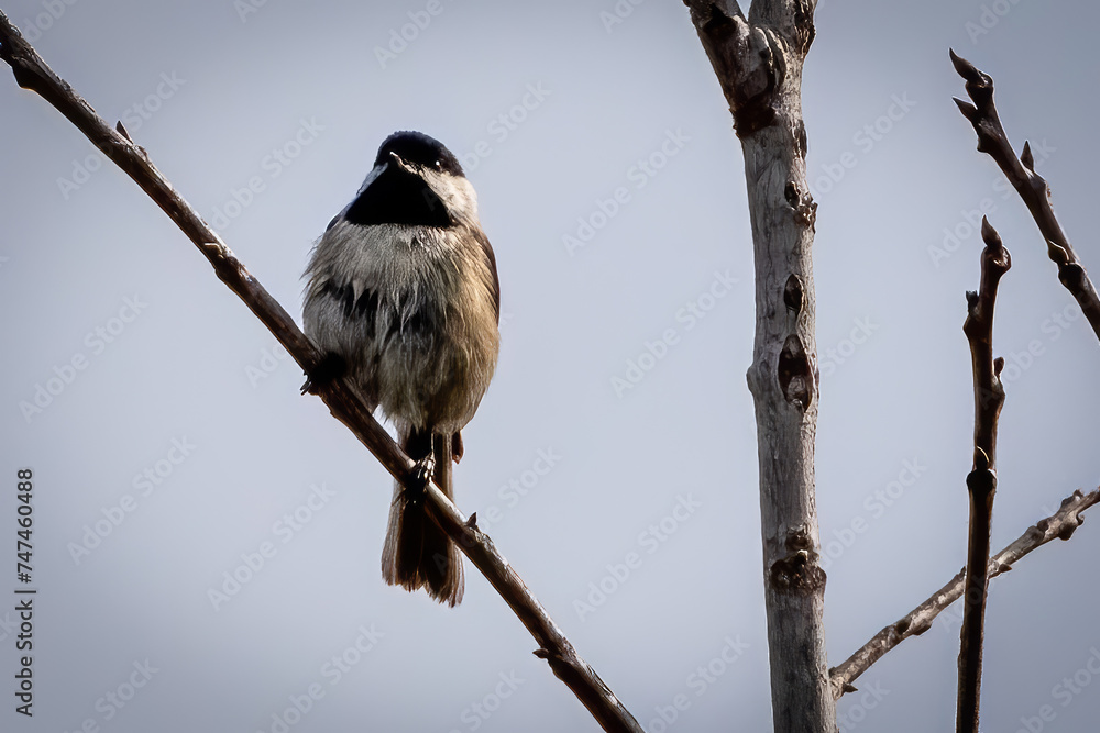Naklejka premium carolina chickadee
