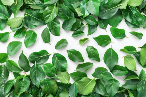 A bunch of green leaves on a white surface. Perfect for nature-themed designs © Fotograf