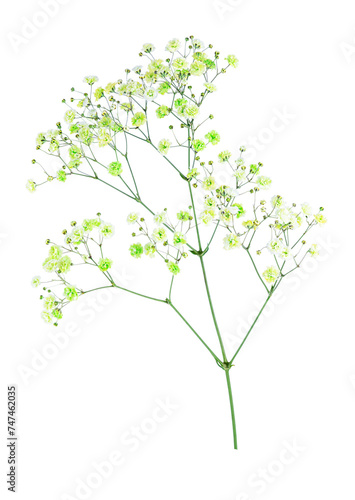 Gypsophila flower is green.