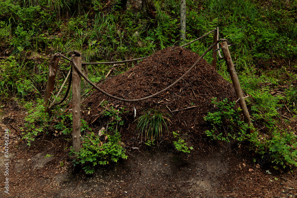 Fototapeta premium Anthill in the forest. Ant colony, fenced